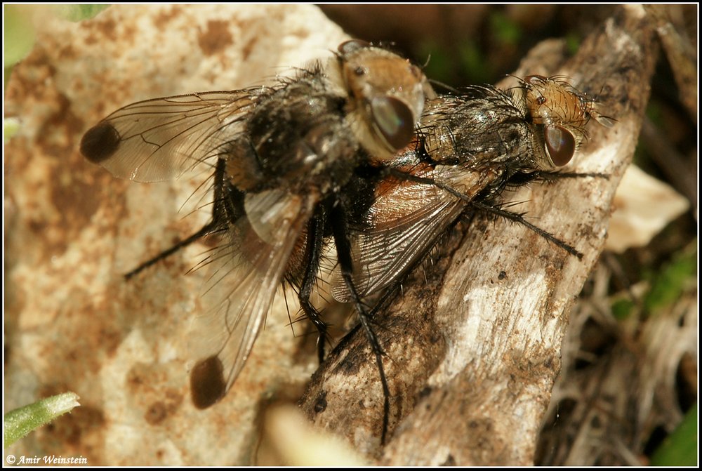 TACHINIDAE  d''Israele